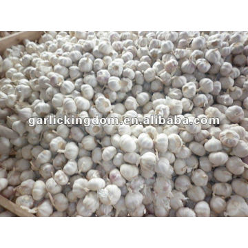 Chinese normal white garlic